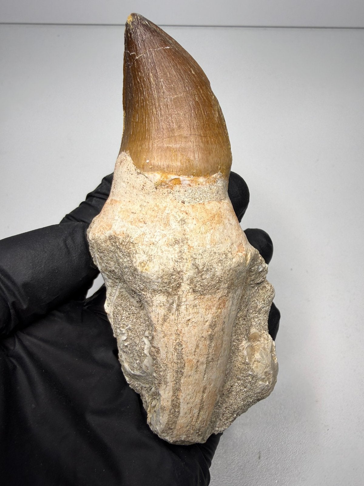 Volledig gewortelde Mosasaurus tand - dinosaurus fossiel, Verzamelen, Ophalen of Verzenden, Fossiel