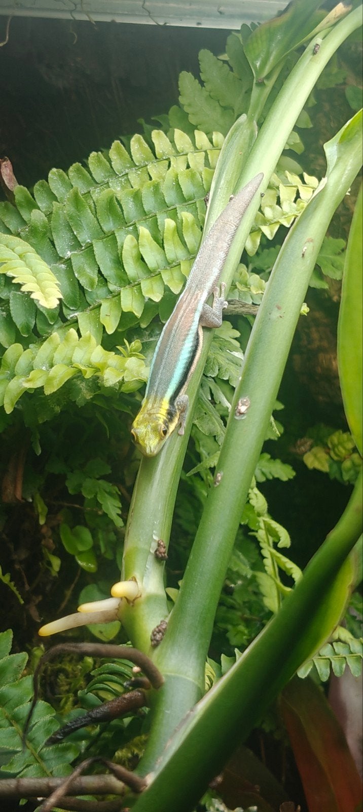Nakweek Phelsuma Klemmeri 0.0.5, Hagedis, 0 tot 2 jaar