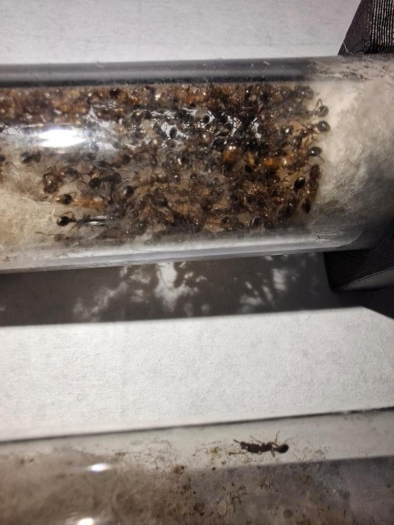 Tetramorium Bicarnatum 100-200 Werksters | Mier | Queen, Mieren