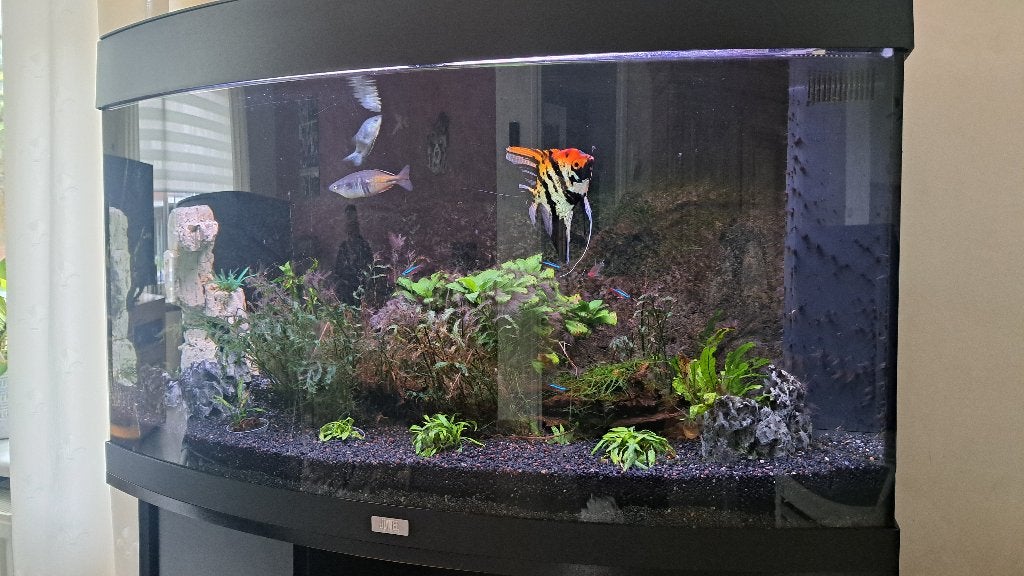Aquarium Juwel Vison 180, Ophalen, Gebruikt, Inclusief vissen, Gevuld zoetwateraquarium
