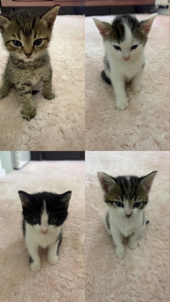 Kittens, Meerdere dieren, Kortharig, 0 tot 2 jaar