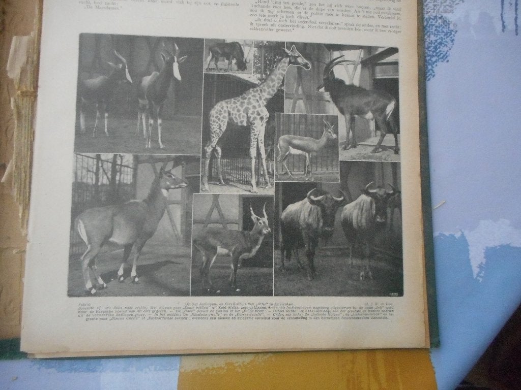 Artis. Antilopen- en giraffenhuis. 1913., Ophalen of Verzenden, Voor 1920, Nederland, Knipsel(s)