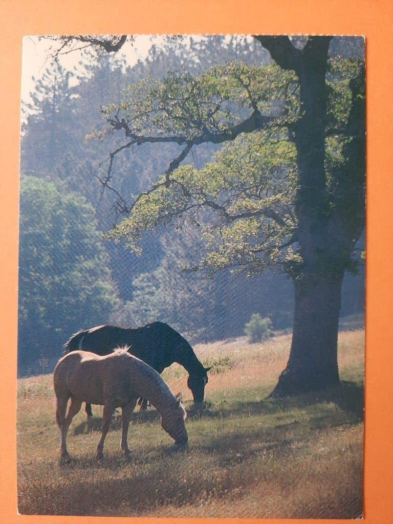 ansichtkaart paard veulen, Verzamelen, Ansichtkaarten | Dieren, Ophalen, 1980 tot heden, Ongelopen, Paard