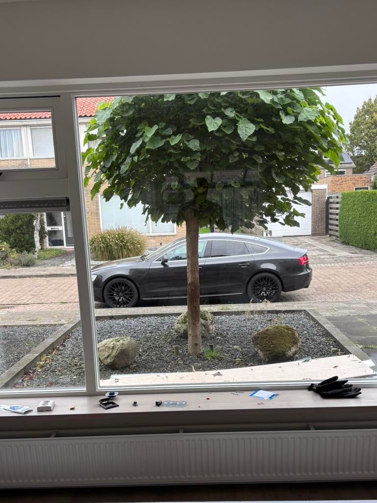 Catalpa bignonioides ‘Nana’, Tuin en Terras, Bloeit niet, Halfschaduw, 100 tot 250 cm, Ophalen