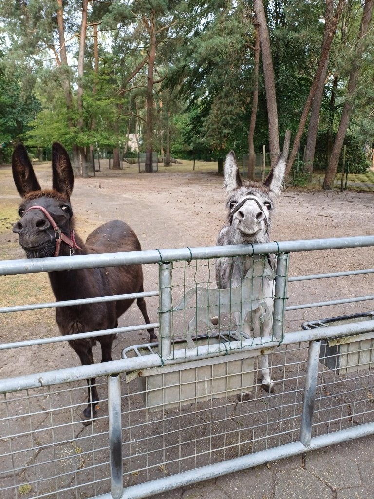 2 Ezels aangeboden, Dieren en Toebehoren, Overige Dieren, Juni, Vrouwelijk