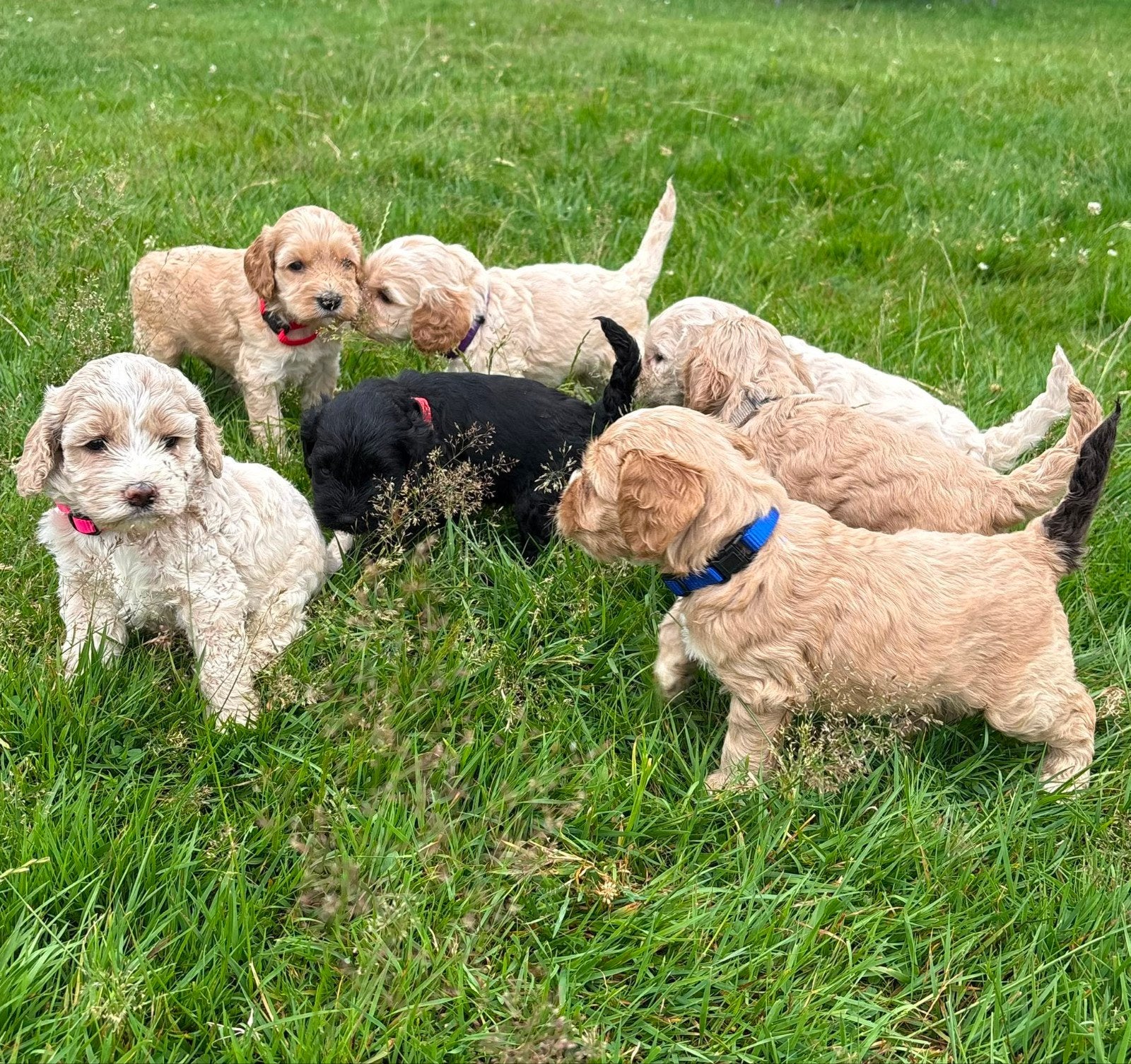 Amerikaanse Cockapoo pups, Parvo, Overige rassen, 8 tot 15 weken, Meerdere