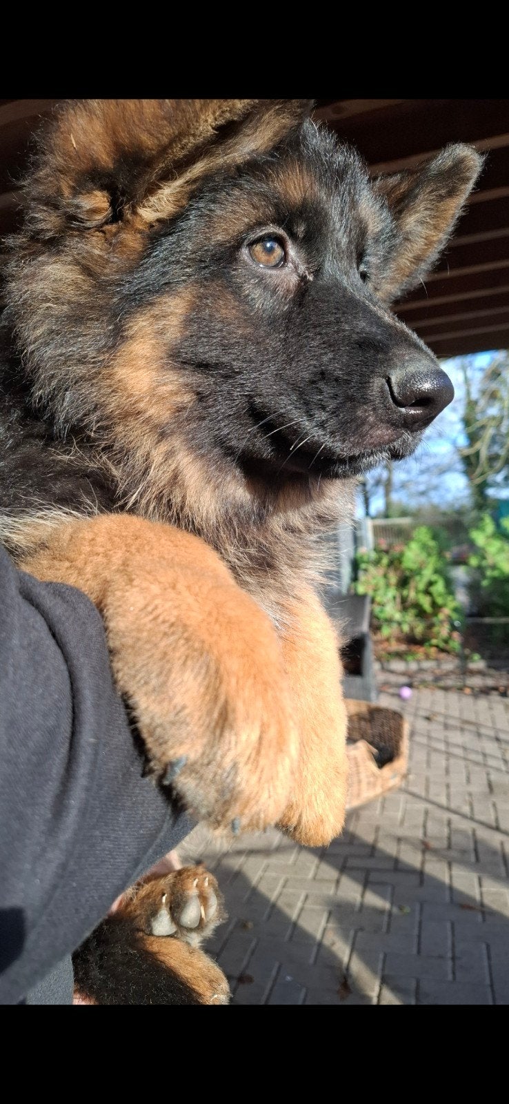 Duitse Herder pups!!!, Dieren en Toebehoren, Honden | Herdershonden en Veedrijvers, 8 tot 15 weken, Meerdere, Meerdere dieren