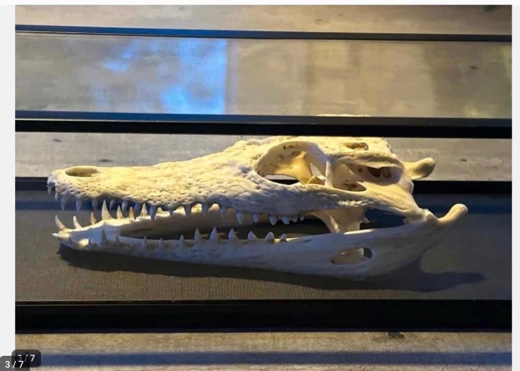 Mooie Siamese Krokodil Schedel, vitrine kast, cites aanwezig, Antiek en Kunst, Curiosa en Brocante, Ophalen of Verzenden