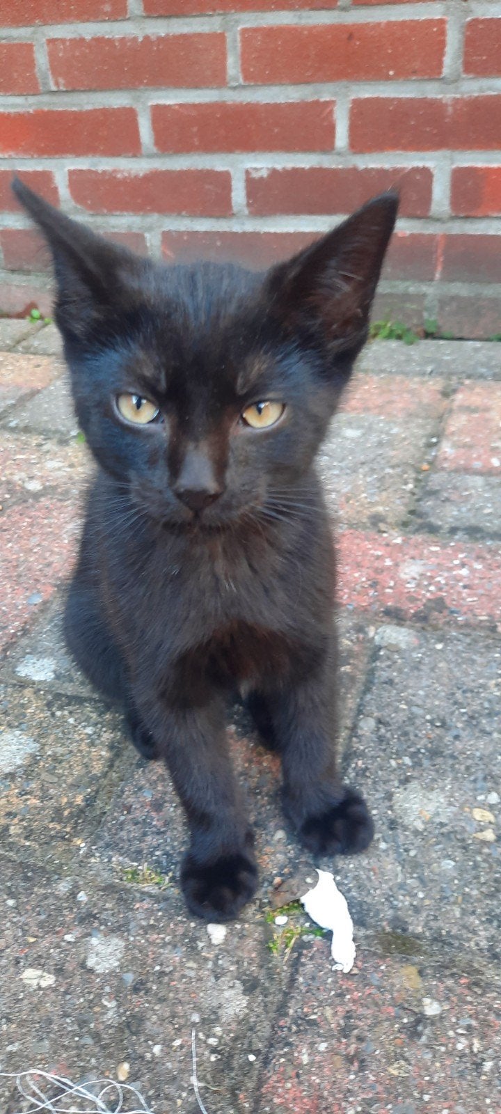 Mooie lieve kitten zoekt een nieuwe huis, Dieren en Toebehoren, Katten en Kittens | Overige Katten, Kater, Kortharig, 0 tot 2 jaar