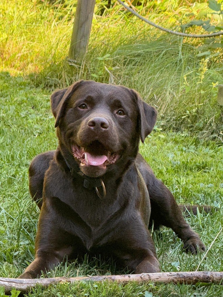 Ontzettend lieve en energieke bruine Labrador 4 jaar oud, Dieren en Toebehoren, België, Particulier, Reu, Labrador retriever