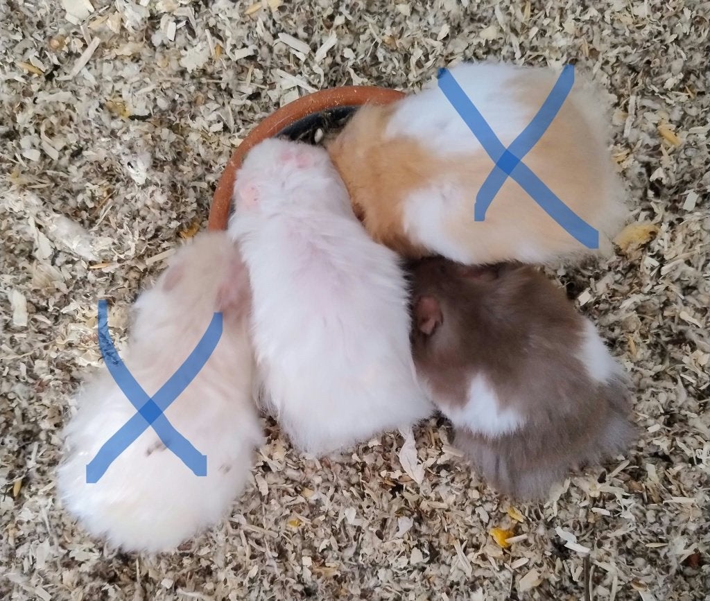 Nestje Syrische (goud)hamsters, Dieren en Toebehoren, Hamster, Meerdere dieren, Tam, September