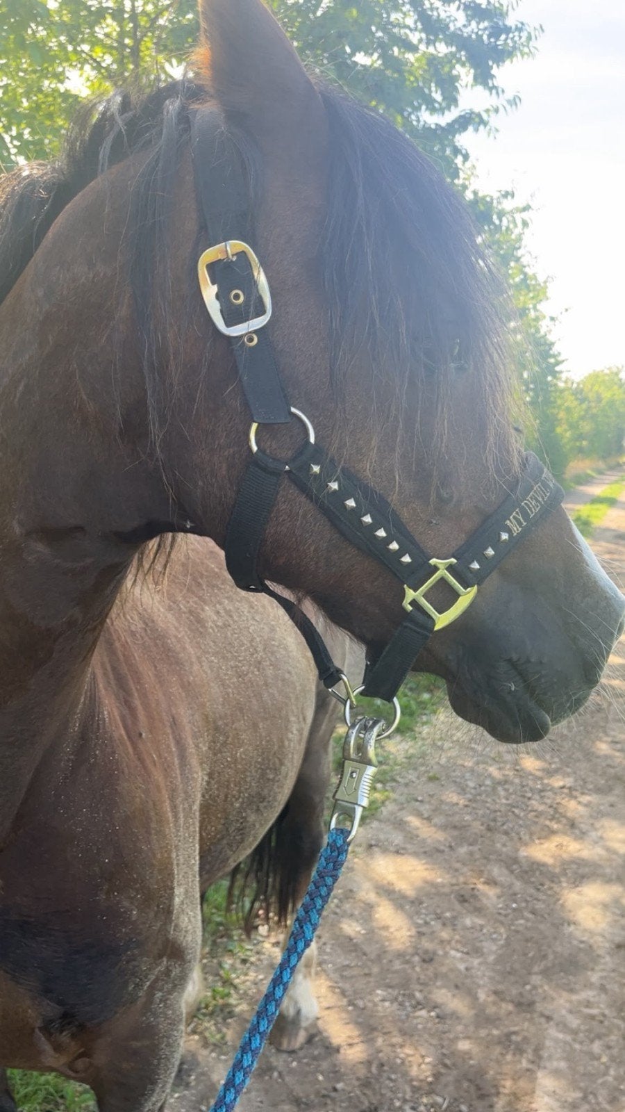 Pony Welsh Cob Ruin 11 jaar, Dieren en Toebehoren, Ophalen