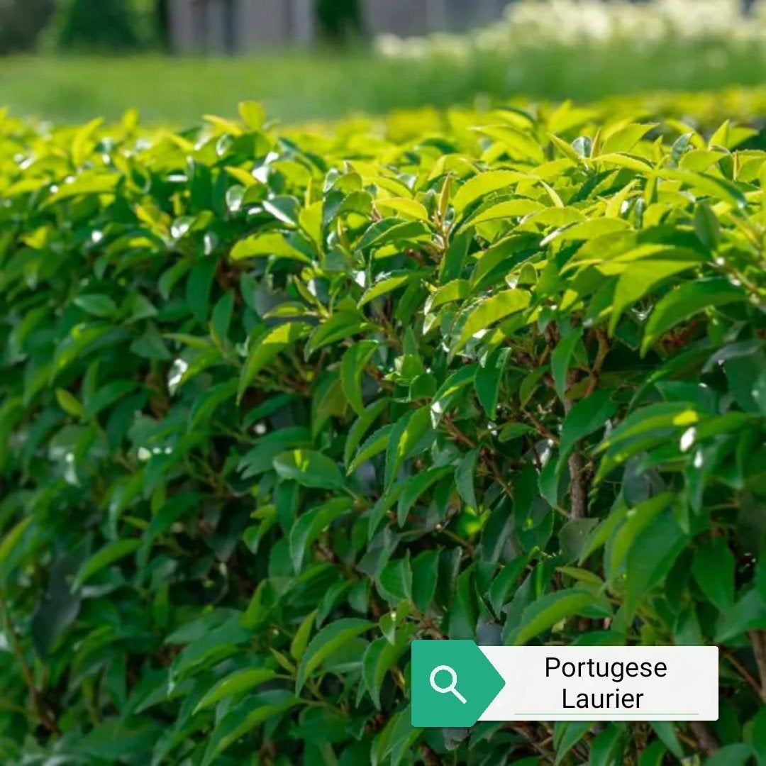Portugese Laurier 30-50 cm, Tuin en Terras, Ophalen, Laurier, Haag, Minder dan 100 cm