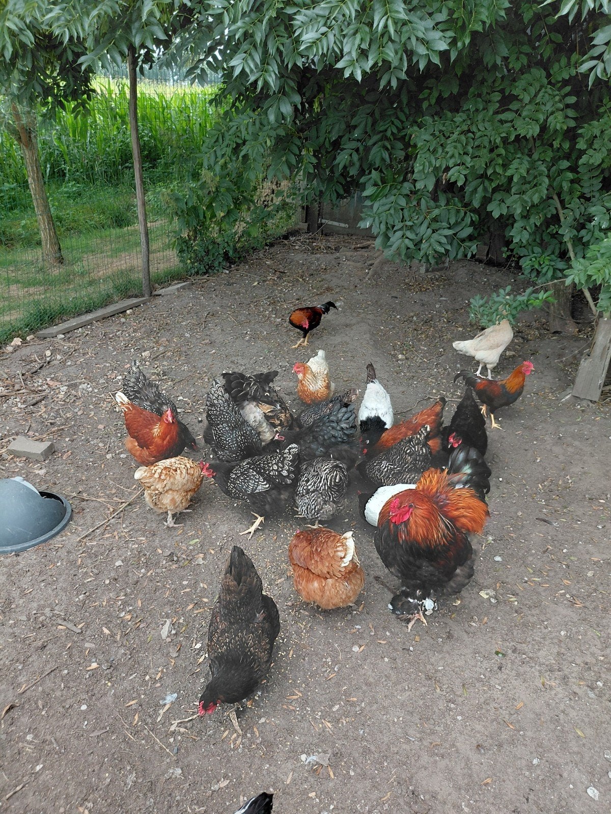Kippen, teab, Dieren en Toebehoren, Vrouwelijk, Kip