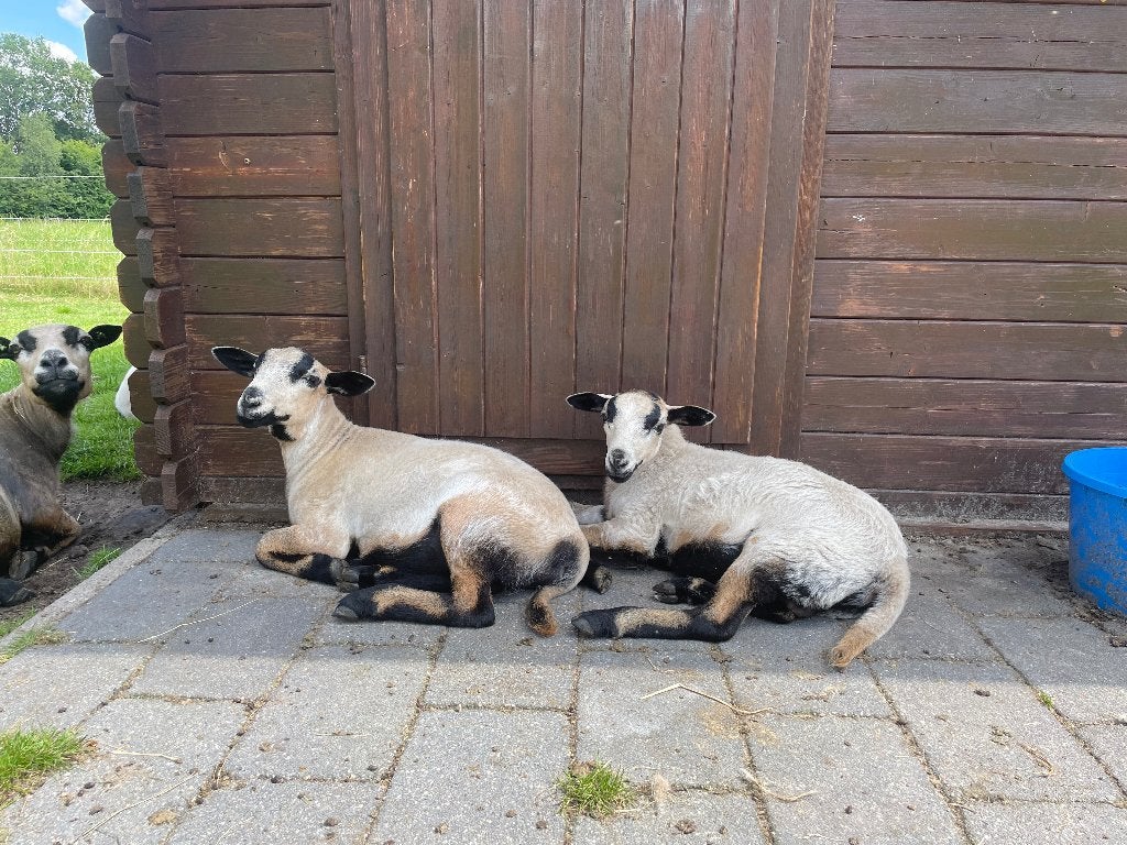 Maasduinen lammeren, Meerdere dieren, Schaap, 0 tot 2 jaar
