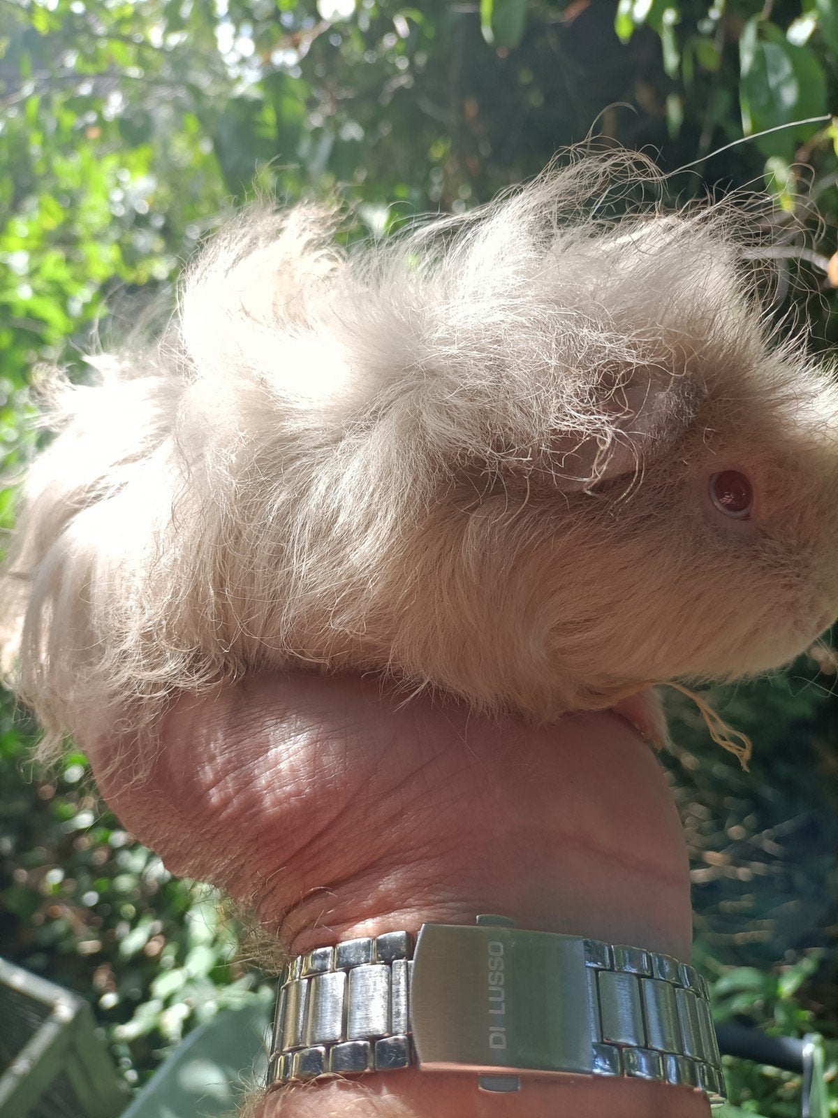 Jong cavia beertje, Juni, Mannelijk, Cavia