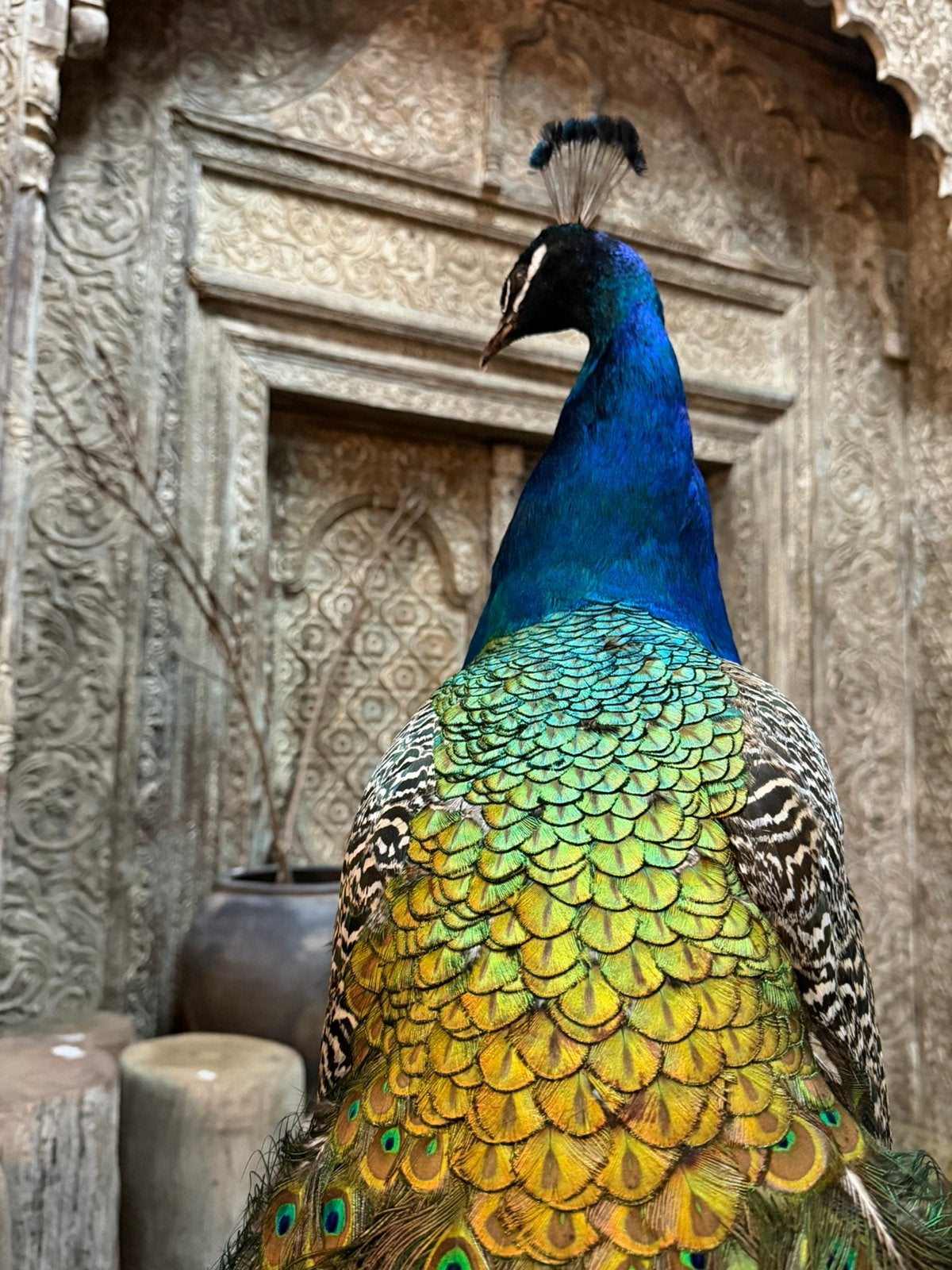 Opgezette pauw  opgezet taxidermie pauwen, Ophalen, Nieuw, Vogel, Opgezet dier
