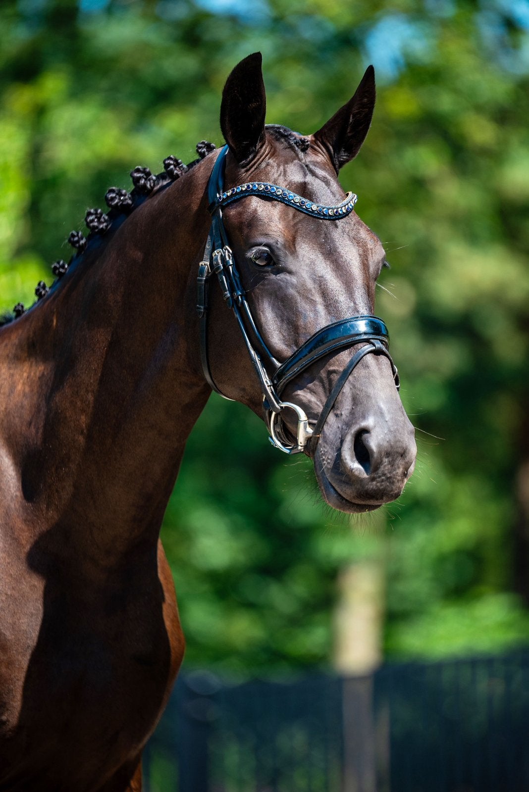 TE KOOP — 4-jarige Kjento-ruin, Met stamboom, Ruin, Dressuurpaard, 3 tot 6 jaar