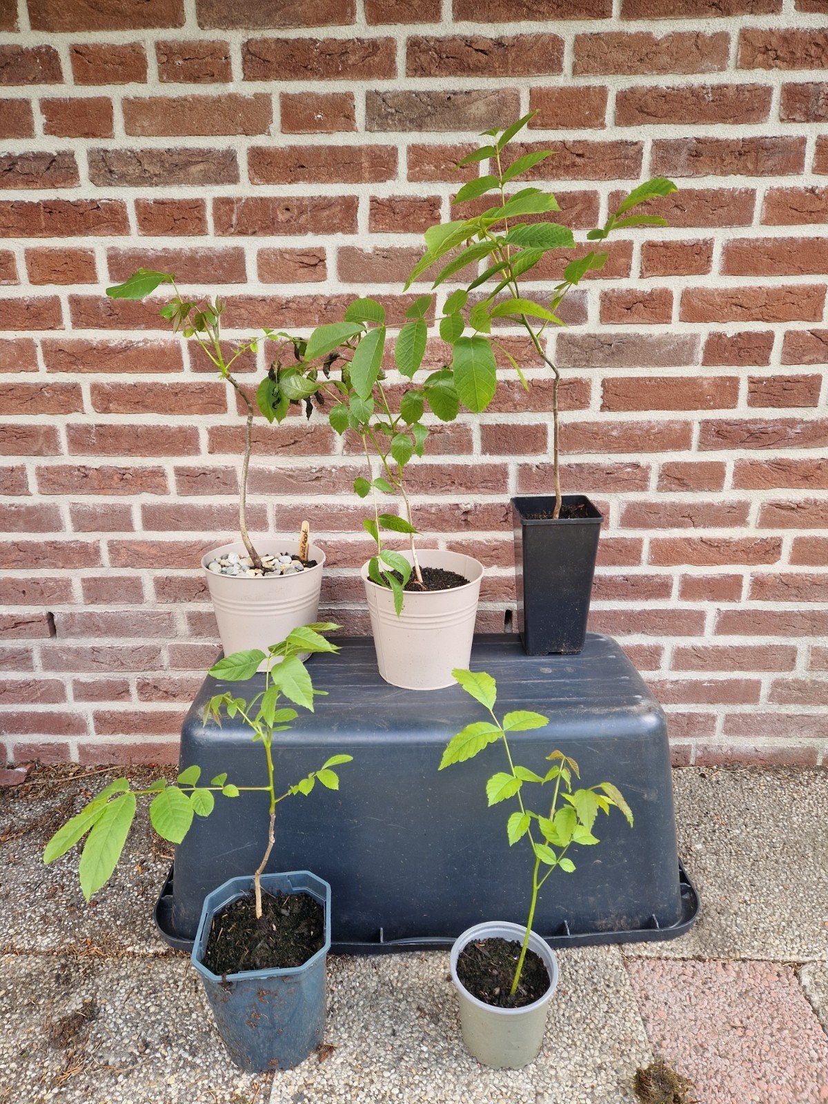 Walnootboom (Juglans regia) - Jonge plant, Ophalen, Overige soorten, Volle zon
