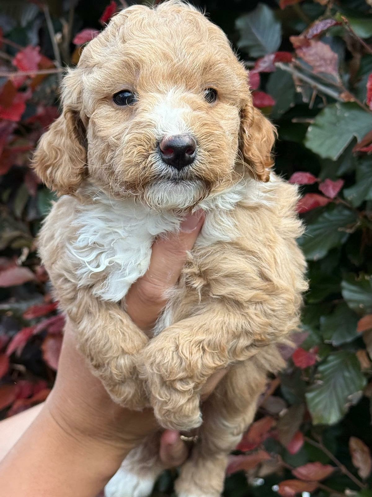 Lieve mooie mini (labra) doodle pups zoeken een fijn thuis!, Dieren en Toebehoren, Parvo, Overige rassen, 8 tot 15 weken, Meerdere