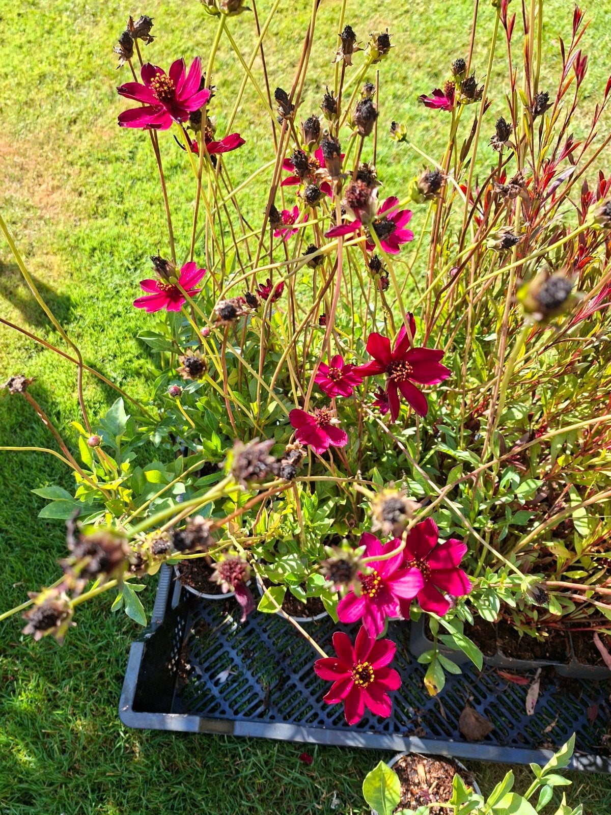 tuinplanten: Gaura, Rudbeckia, lampenpoetsegras en Cosmos C, Tuin en Terras, Volle zon, Vaste plant, Zomer, Ophalen