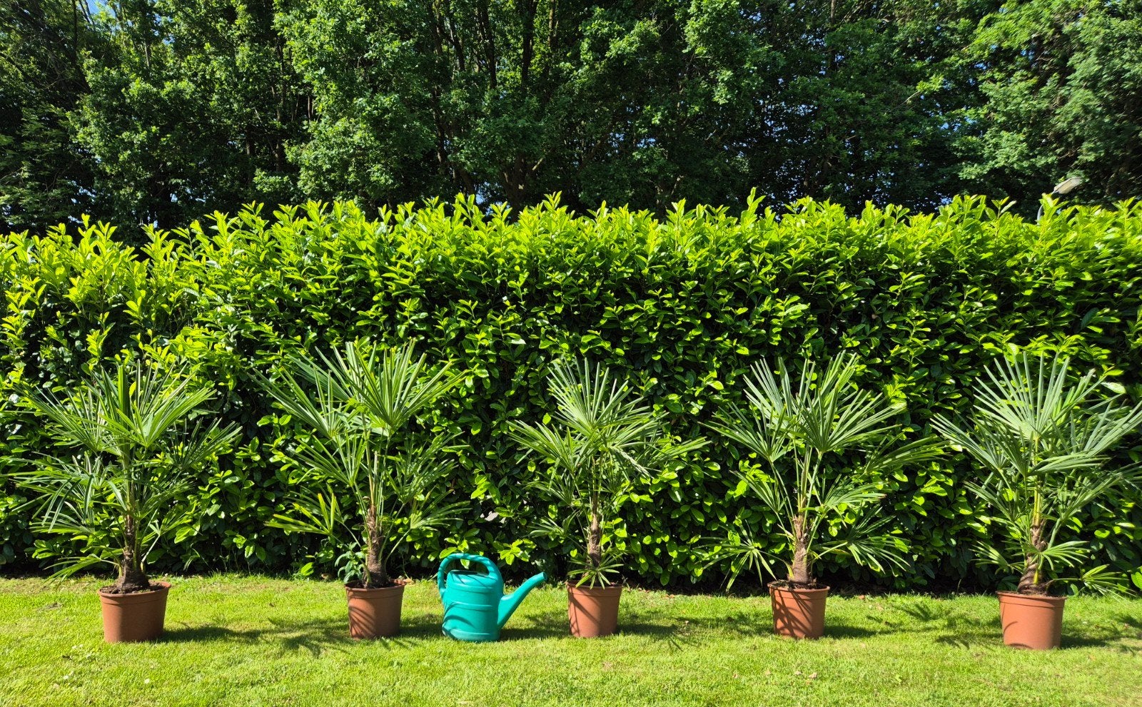 😎🌴 Ultieme Vakantiegevoel palmboom Trachycarpus Fortunei, Tuin en Terras, Planten | Tuinplanten, Volle zon, Vaste plant, Lente