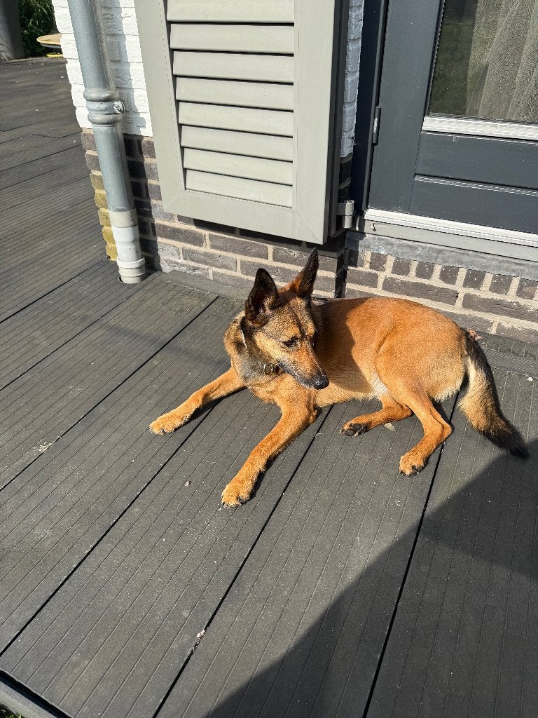 Kruising Podenko Herder van 2 jaar, Dieren en Toebehoren, Honden | Niet-rashonden, Parvo, Particulier, 1 tot 2 jaar, Buitenland