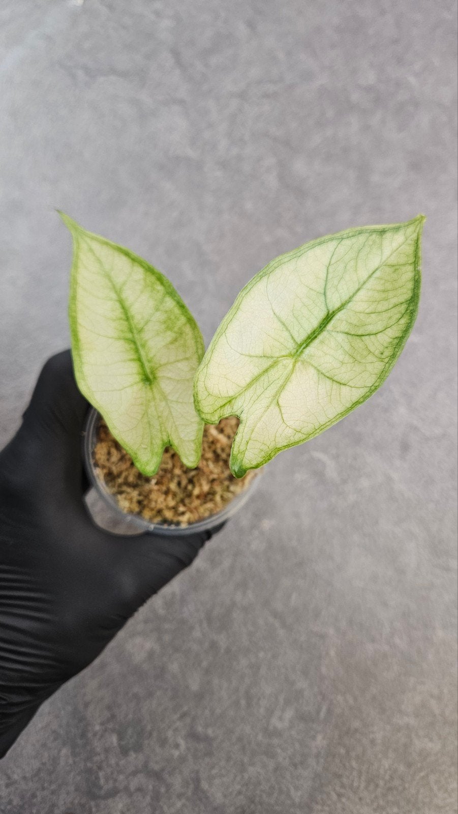 Alocasia longiloba Albo Mint Variegata, Ophalen of Verzenden, Halfschaduw, Minder dan 100 cm