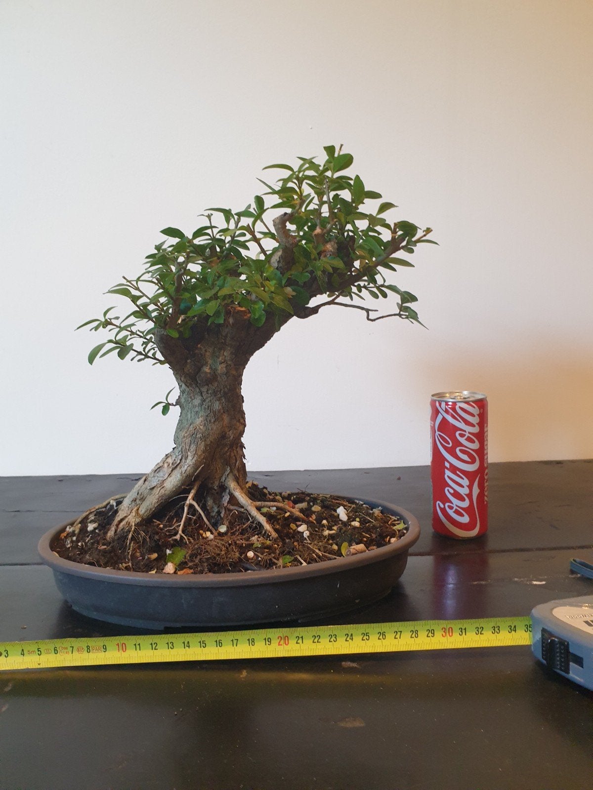 Bonsai liguster, Volle zon, Bloeit niet, Minder dan 100 cm, Overige soorten