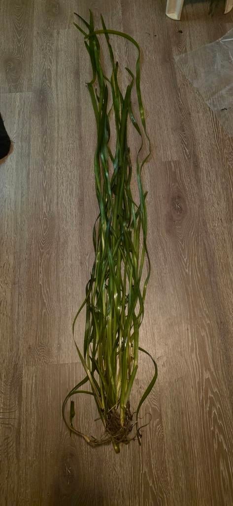 Vallisneria en Echinodorus., Ophalen, Nieuw, Plant(en), Steen of Hout