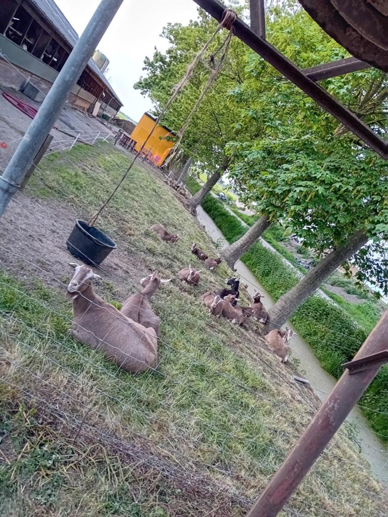 Toggenburger geiten, Dieren en Toebehoren, Schapen, Geiten en Varkens, Vrouwelijk, Geit