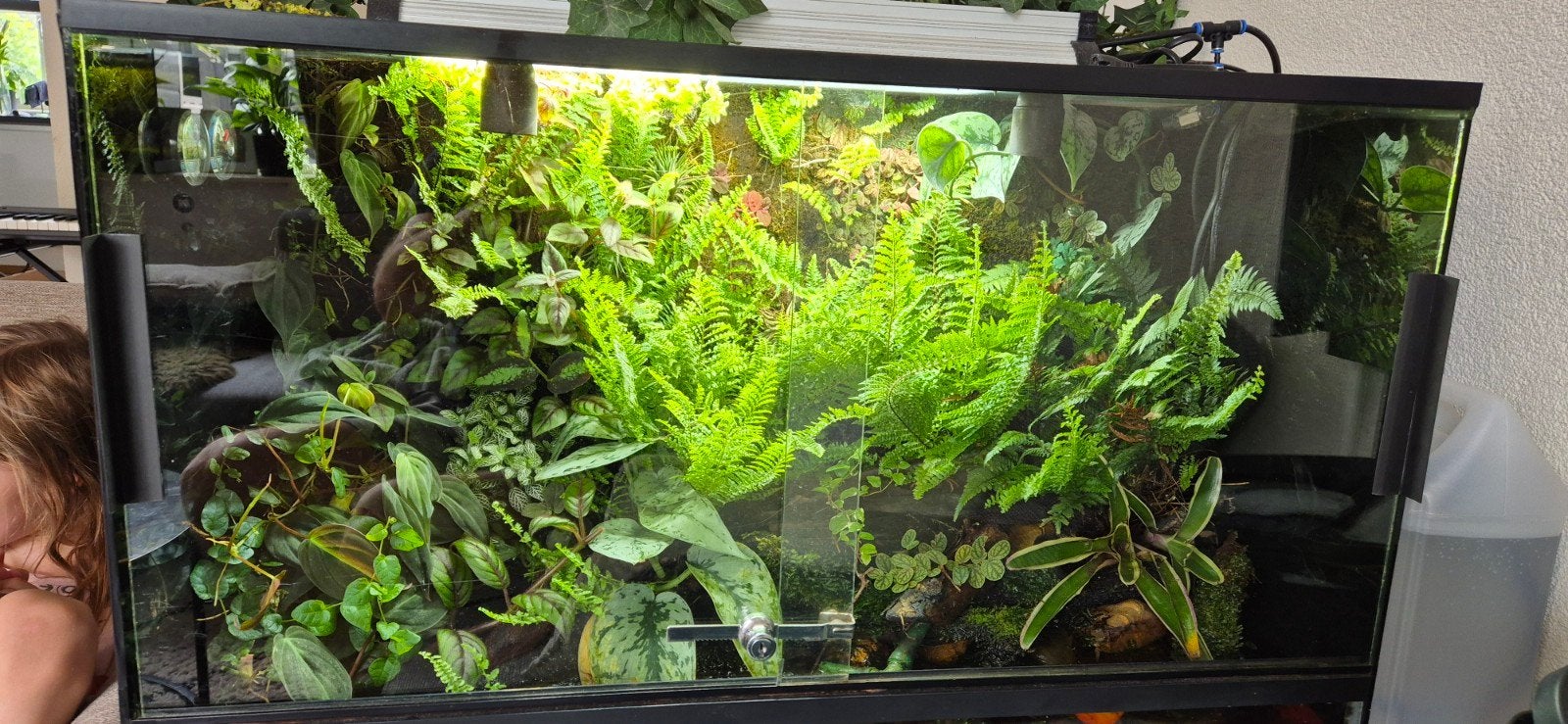 Mooie grote stekken€10 voor 8 stuks!, Dieren en Toebehoren, Reptielen en Amfibieën | Toebehoren, Ophalen of Verzenden, Nieuw, Tak, Plant, Rots of Steen