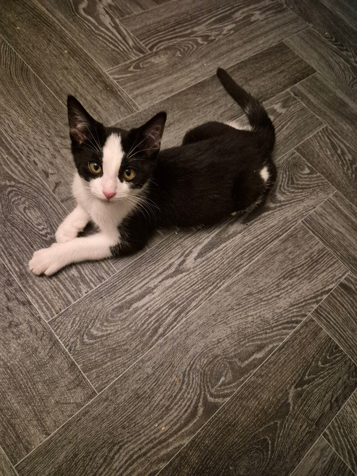 lieve kitten katertje, Kater, Kortharig, 0 tot 2 jaar