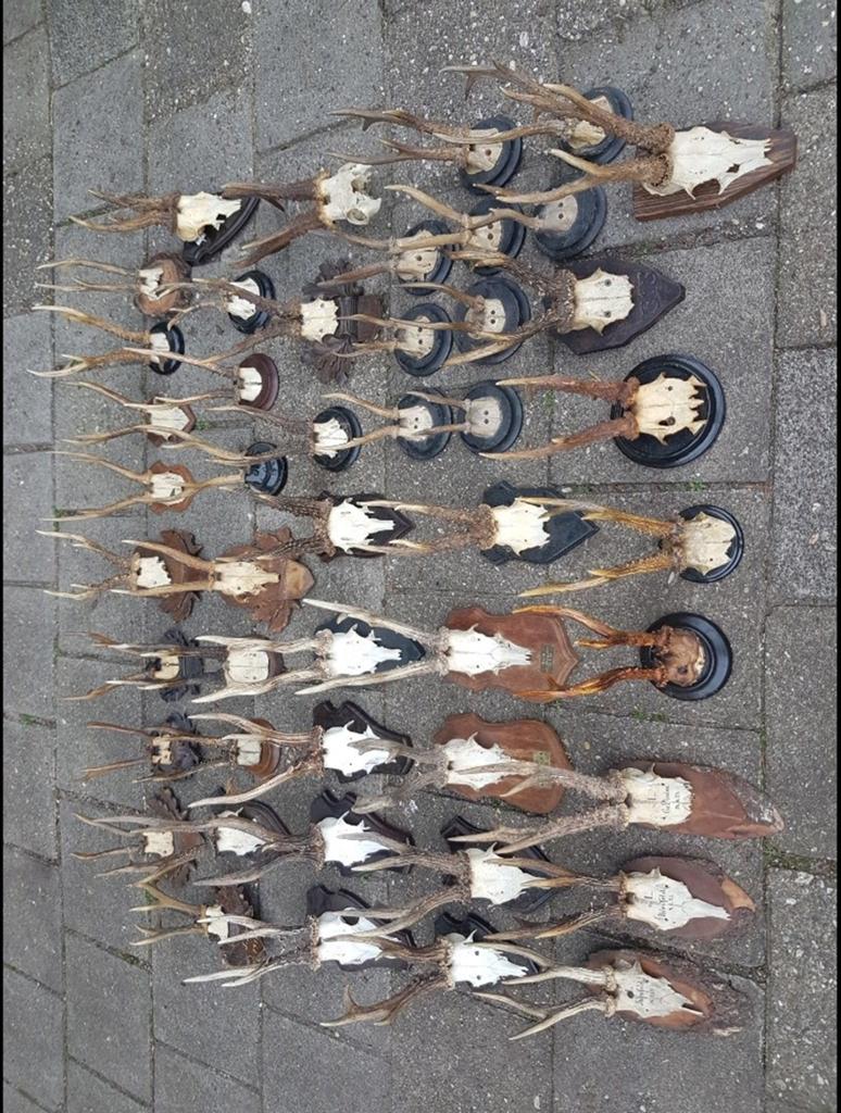 De allermooiste forse ree bokken ! 6-Enders gewei geweien, Verzamelen, Dierenverzamelingen, Ophalen of Verzenden, Zo goed als nieuw