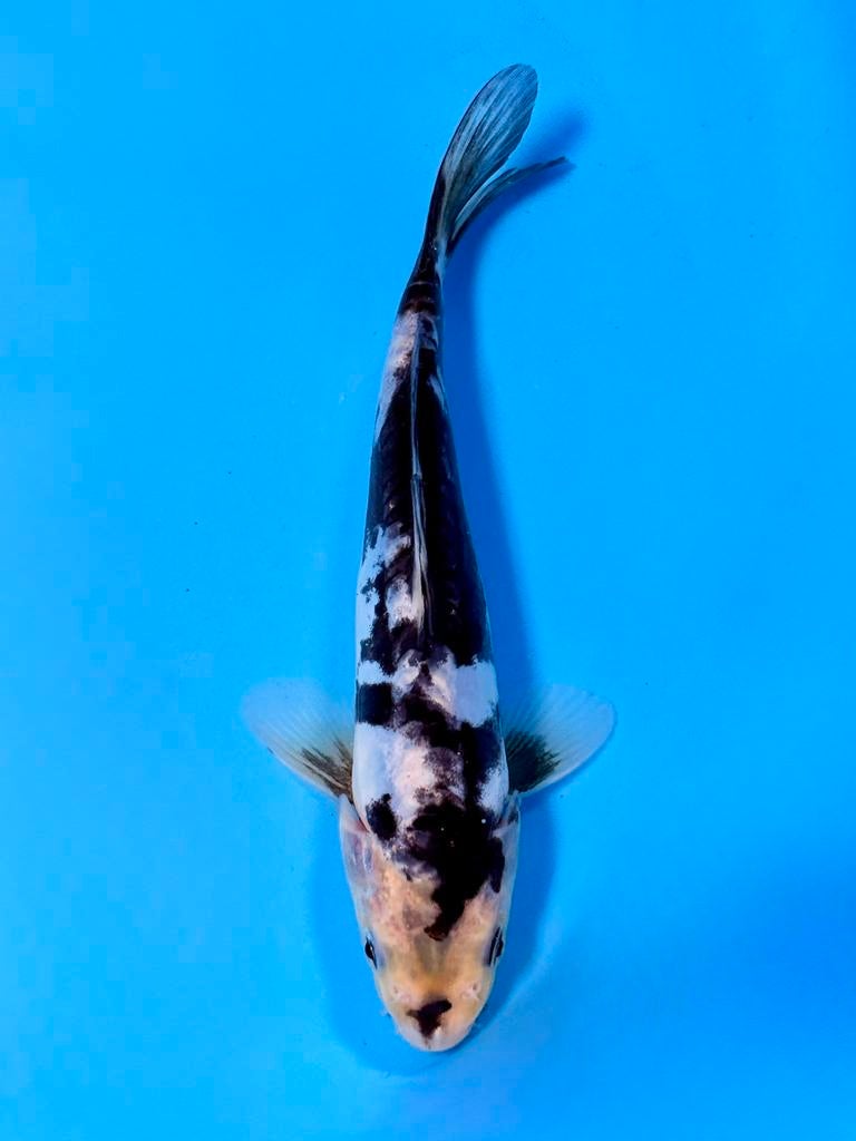 Japanse Koi – Marushi | Doitsu Utsuri | Incl Certificaat, Dieren en Toebehoren, Karper of Koi