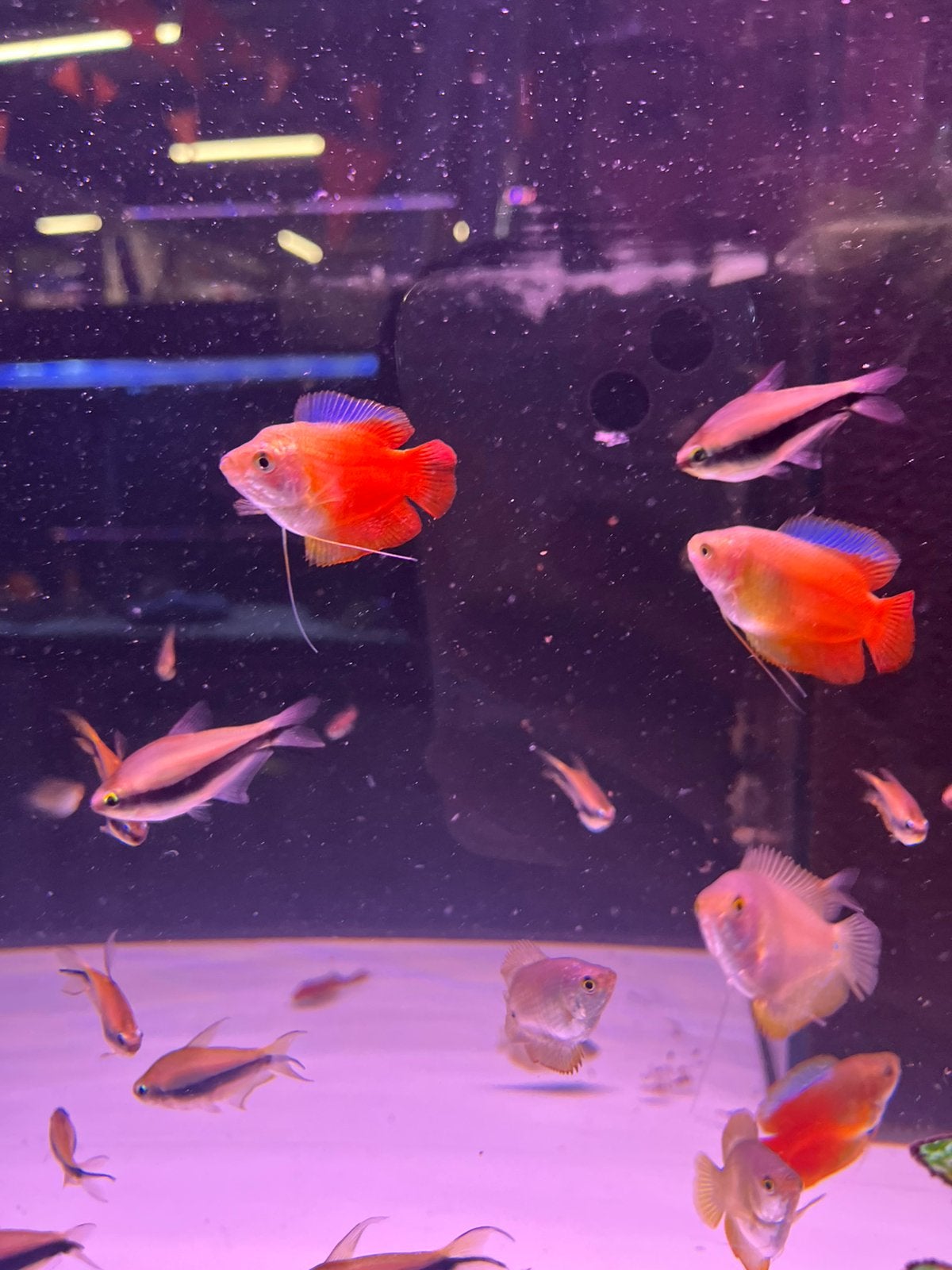 Flames dwarf gourami, Vis