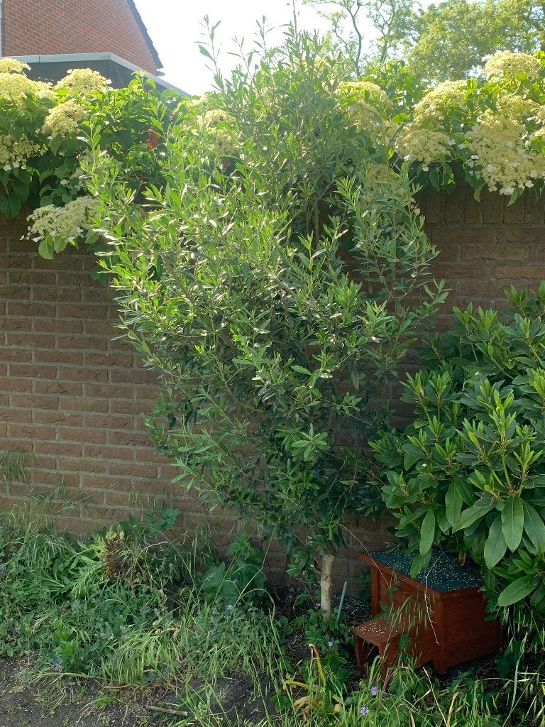 Olijfboompje, Tuin en Terras, Bloeit niet, Overige soorten, 100 tot 250 cm, Ophalen