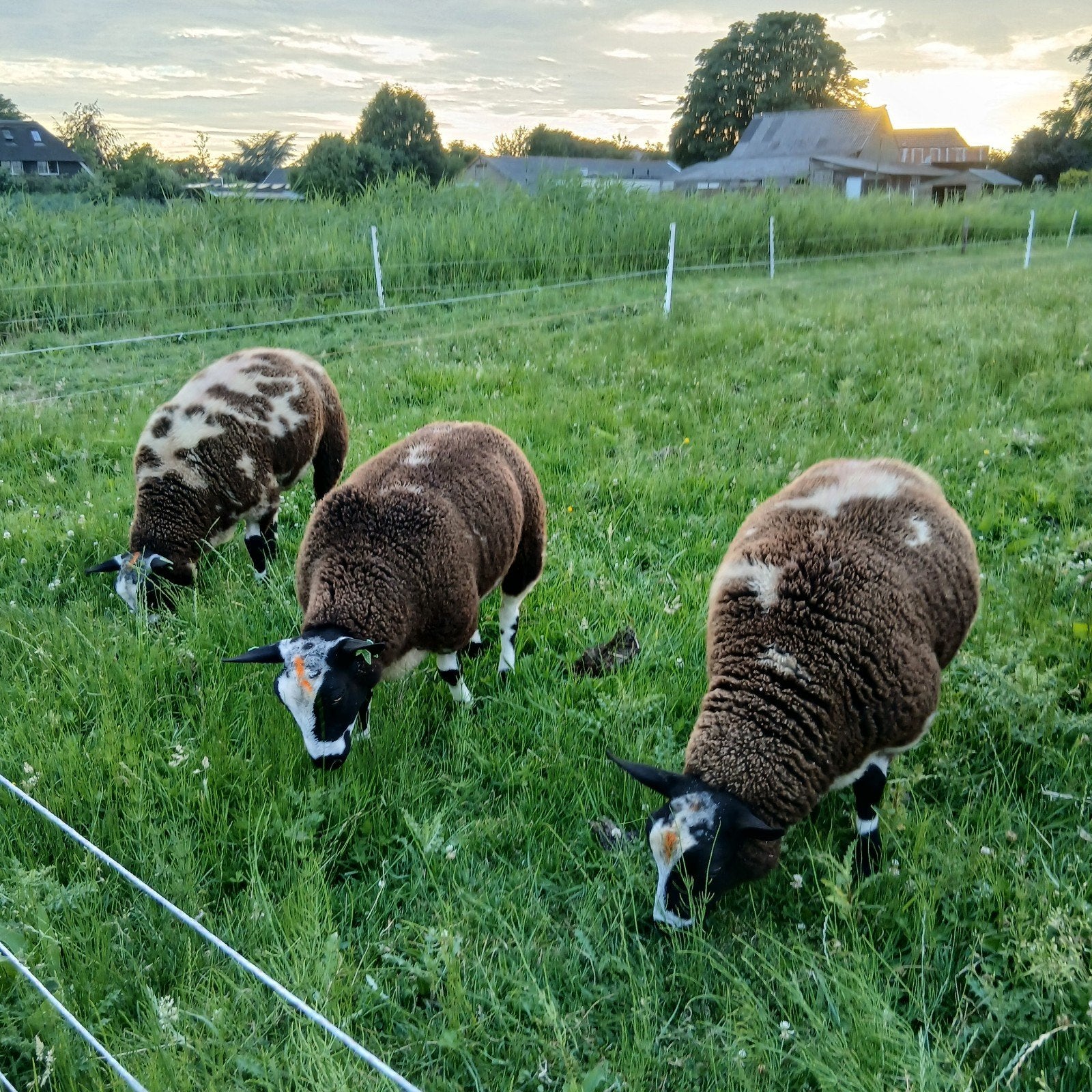 Luxe bonte dekrammen, Mannelijk, Schaap, 0 tot 2 jaar