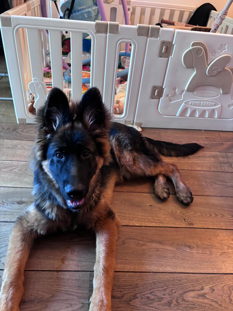 Duitse herder, Dieren en Toebehoren, Honden | Herdershonden en Veedrijvers, Reu, Herder, Particulier, Eén hond, Nederland, 15 weken tot 1 jaar