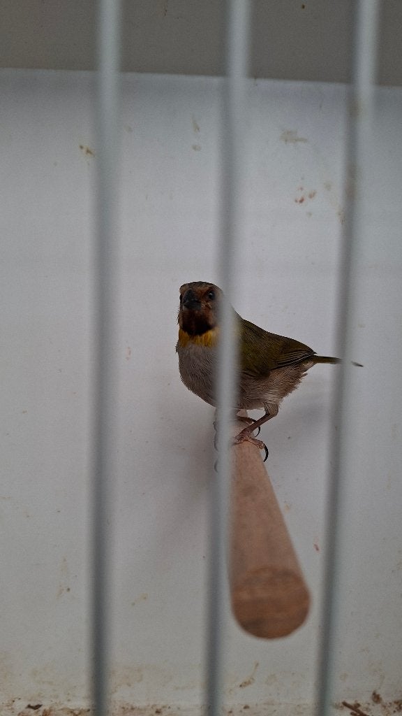 Jonge cubavinken, Dieren en Toebehoren, Vogels | Overige Vogels, Vrouwelijk, Tropenvogel