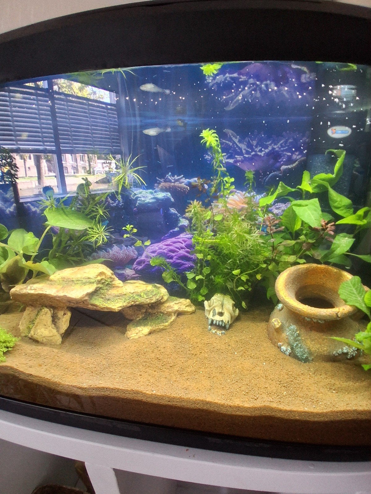 guppen slakken en aquarium compleet, Vis, Zoetwatervis, Schoolvis