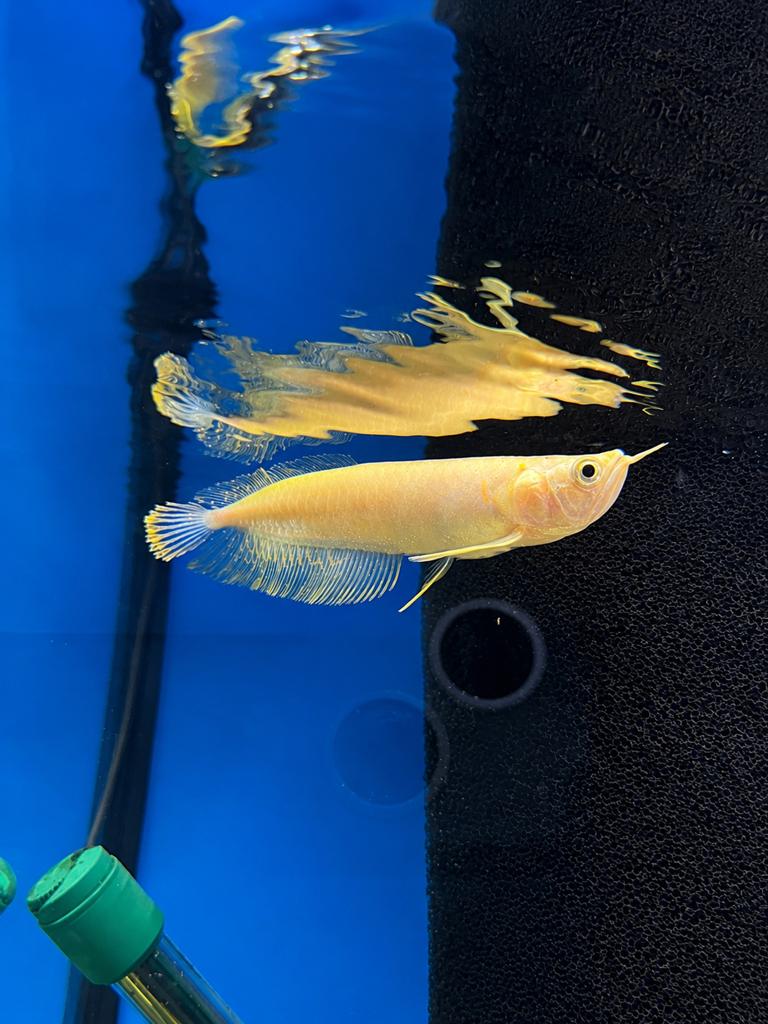 Arowana albino, Vis