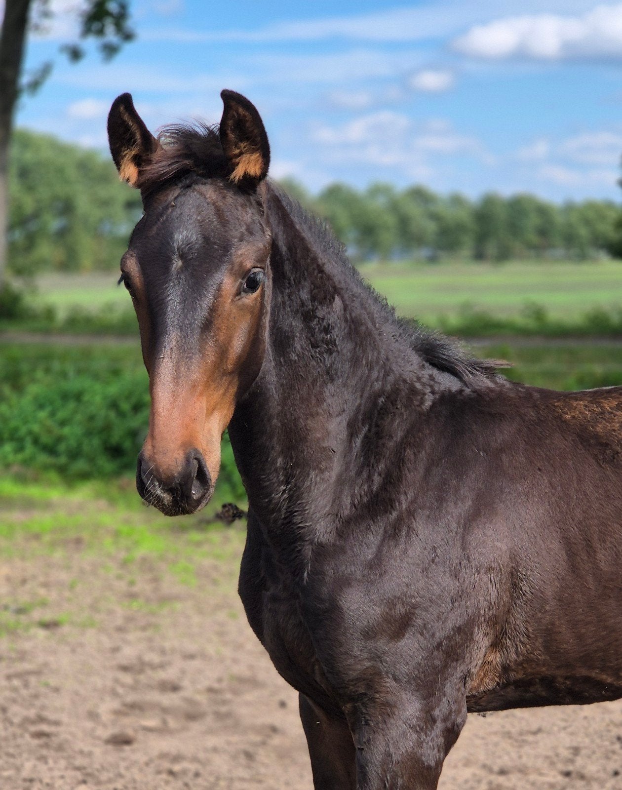 Dressuur hengstveulen, Dieren en Toebehoren, Met stamboom, Dressuurpaard, 0 tot 2 jaar, Hengst