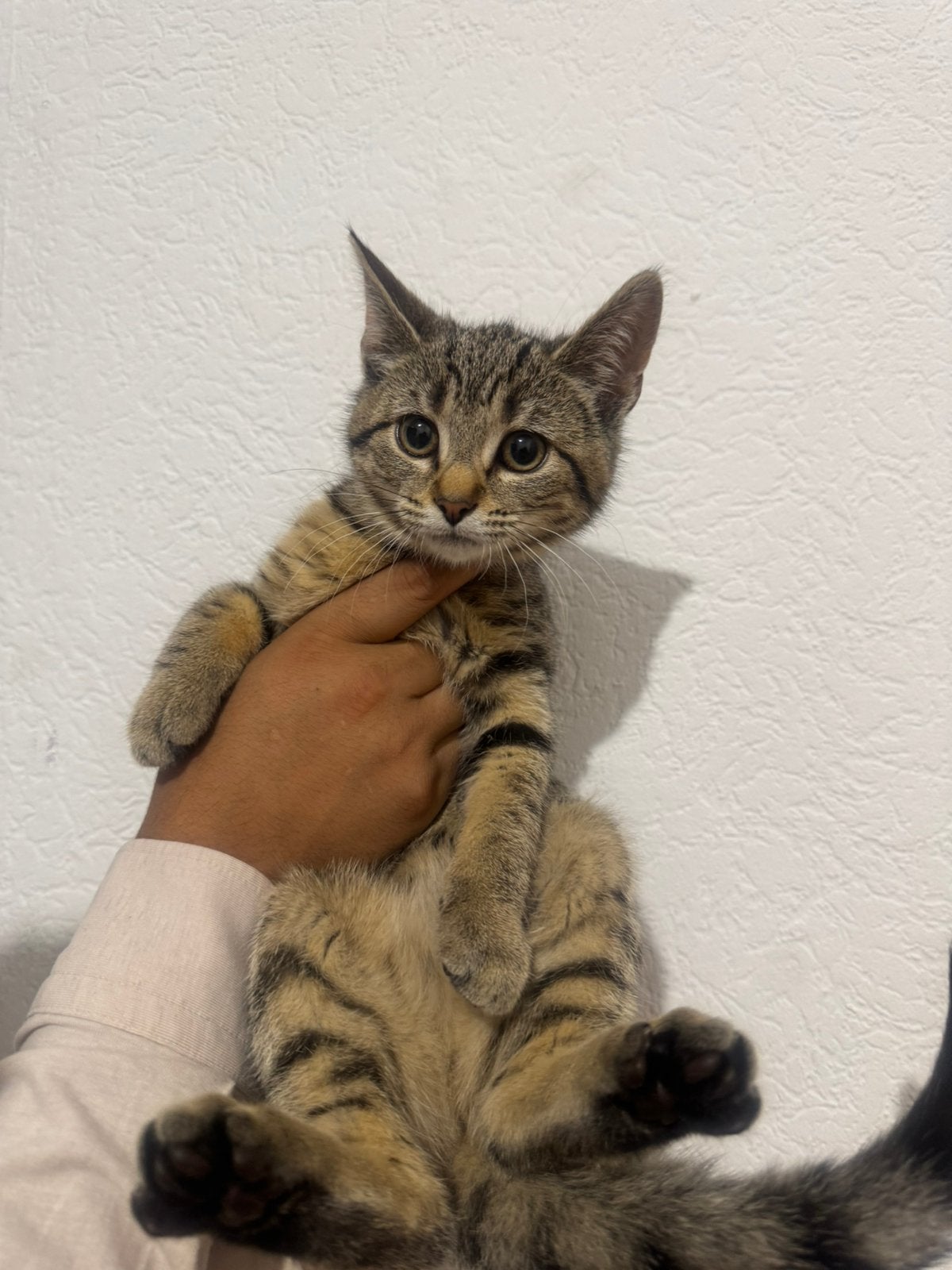 Kittens verschillende kleuren 12 weken oud te koop, Poes, Ontwormd