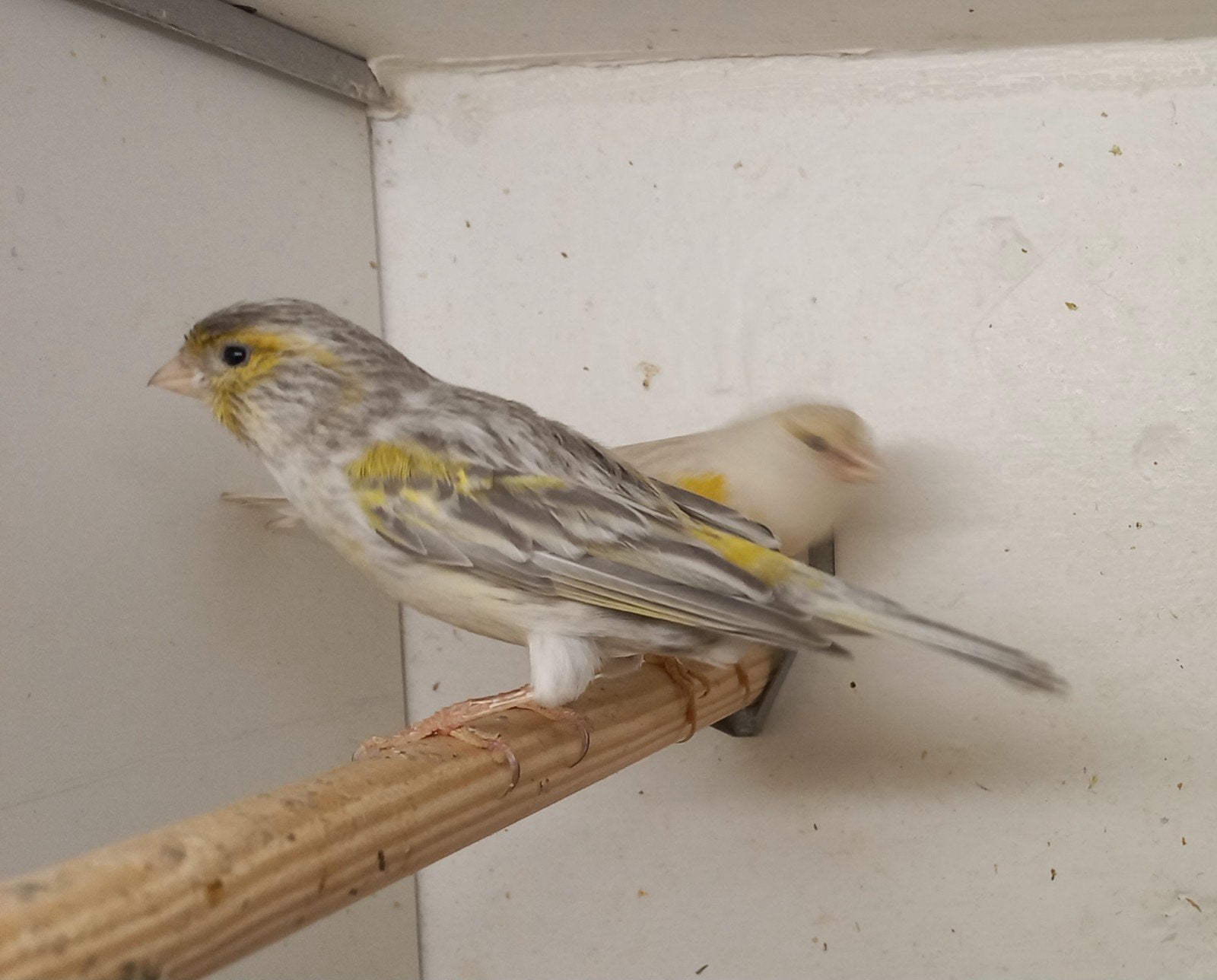 Koppel agaat opaal geel, Dieren en Toebehoren, Vogels | Kanaries, Meerdere dieren, Kleurkanarie