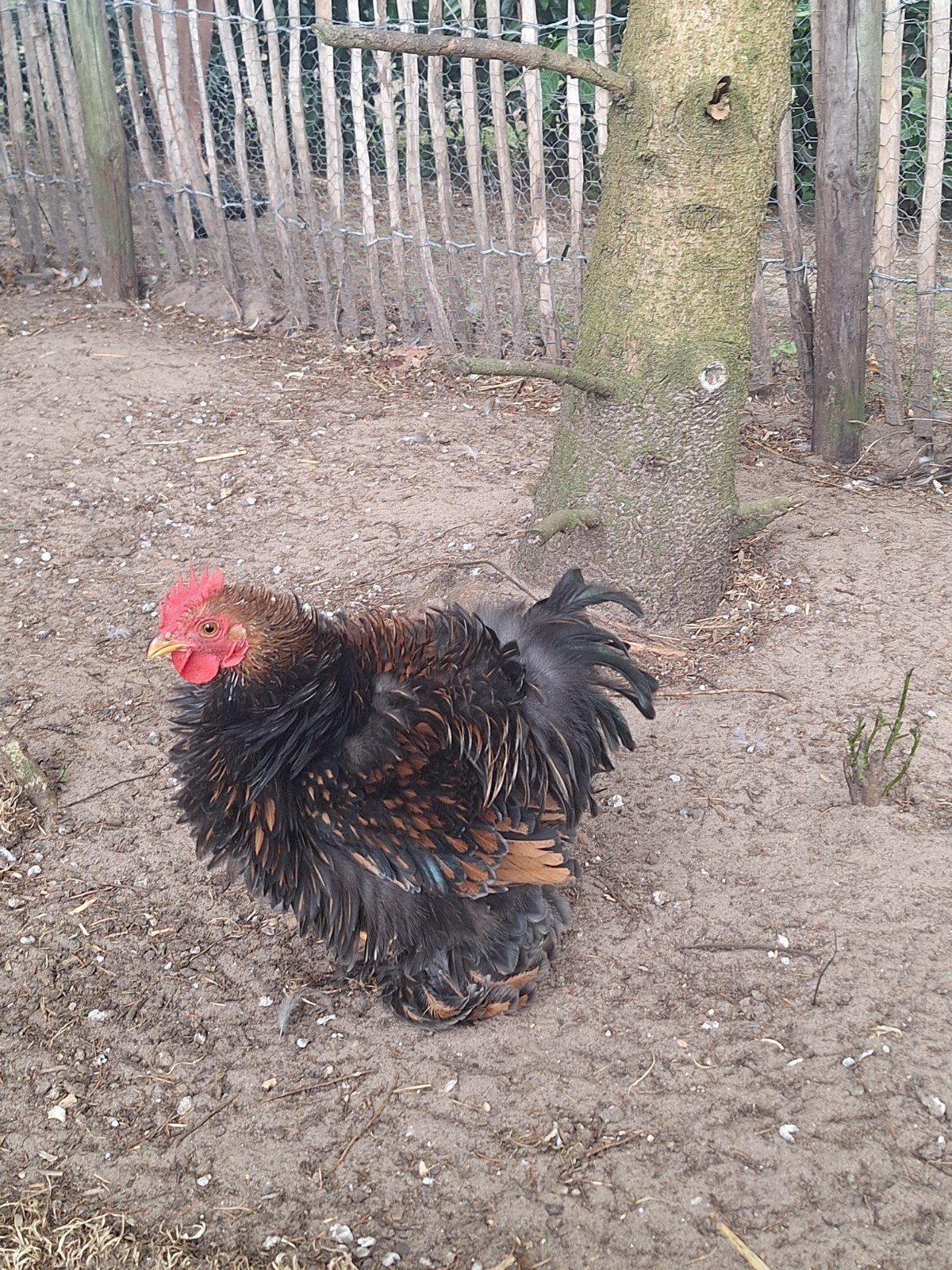 Cochin kriel haan, Dieren en Toebehoren