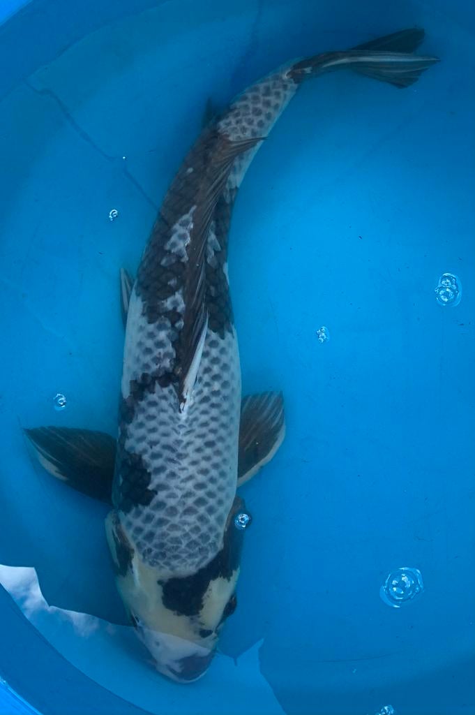 Mooie kage Shiro Utsuri, kweker Otsuka, 4 jaar, 57 cm, Karper of Koi