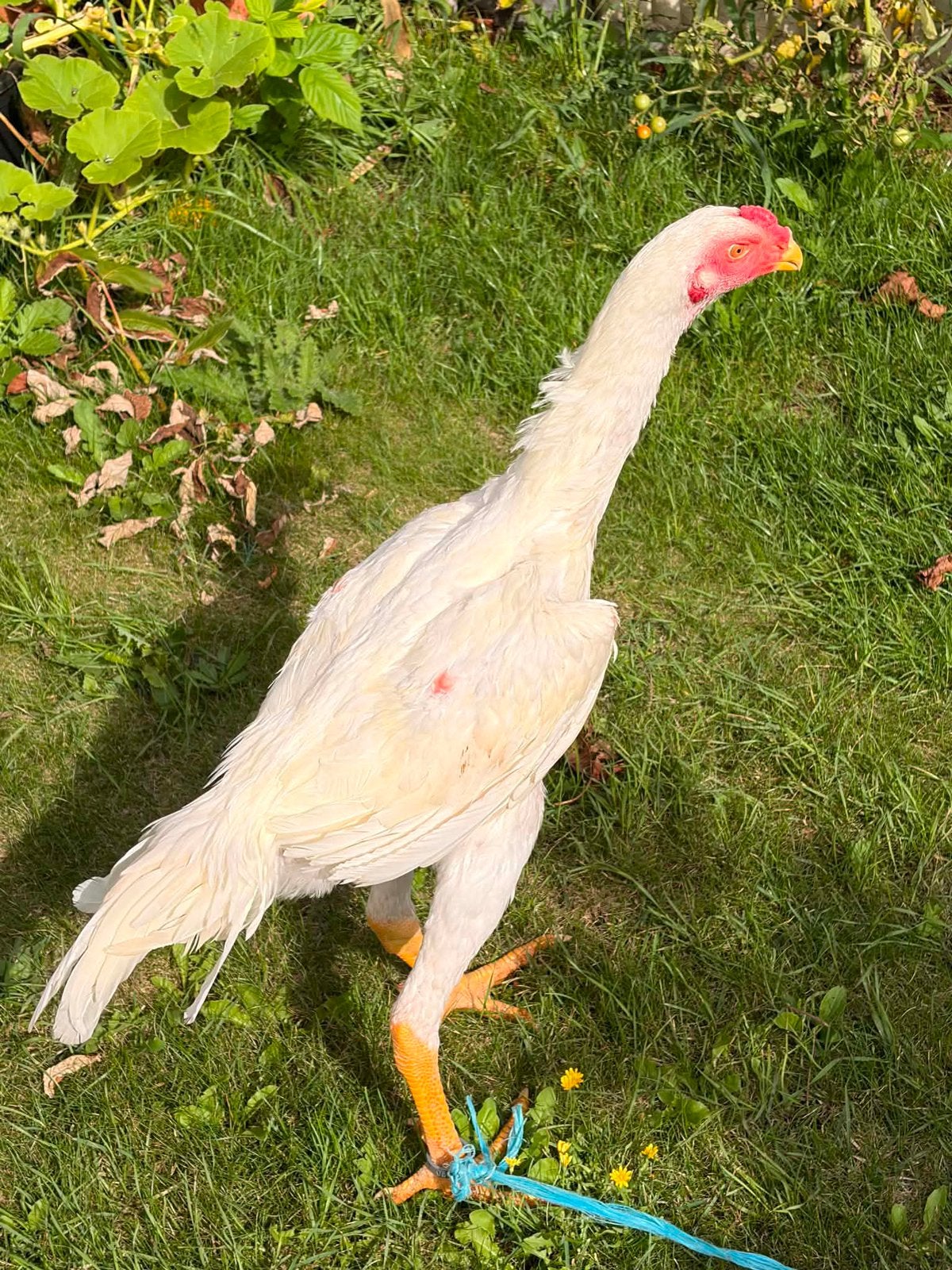 Witte Shamo haan, Dieren en Toebehoren, Pluimvee, Mannelijk, Kip