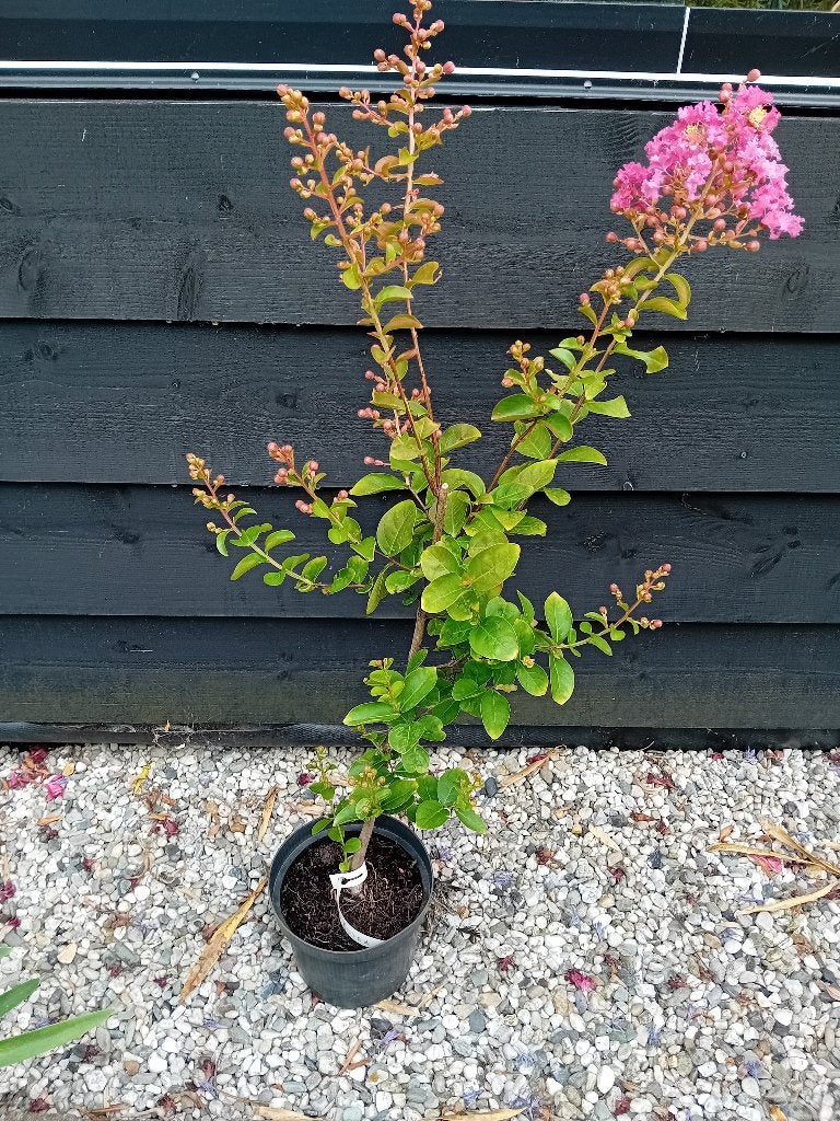Lagerstroemia Rosea fuchsia kleur, Overige soorten, Volle zon, Vaste plant, Ophalen of Verzenden