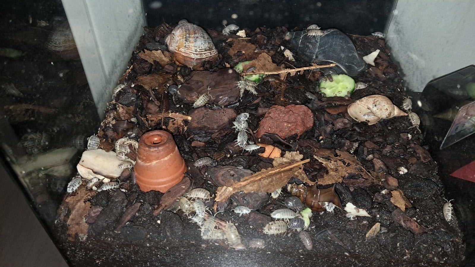 Dairy cow isopod pissenbed, Overige soorten